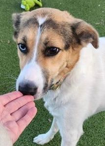 RANGI - Siberian Husky / Labrador Retriever available for adoption