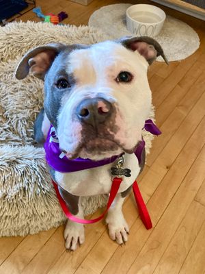 *JINXY - American Pit Bull Terrier available for adoption