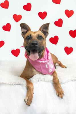adoptable Dog in Austin, TX named LADY