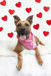 adoptable Dog in  named LADY