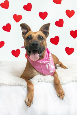 LADY - Black Mouth Cur available for adoption