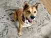 adoptable Dog in  named CATERO