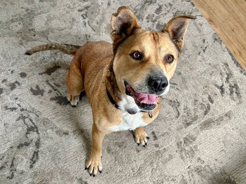 CATERO - Australian Cattle Dog/Blue Heeler available for adoption