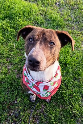 *BELLA BOO - Catahoula Leopard Dog available for adoption