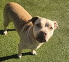 adoptable Dog in  named ROXY