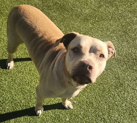 ROXY - American Pit Bull Terrier available for adoption