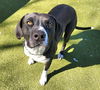 adoptable Dog in  named SHINZO