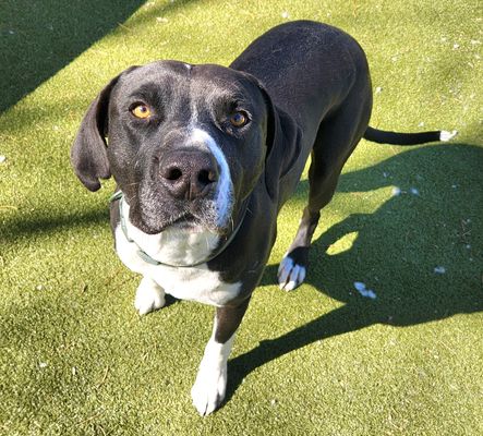 SHINZO - English Pointer available for adoption