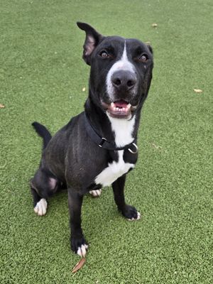 DRACO - Labrador Retriever available for adoption