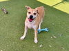 adoptable Dog in  named WHISKEY