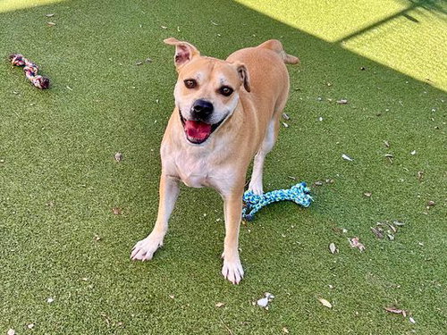 WHISKEY - Labrador Retriever / Black Mouth Cur available for adoption