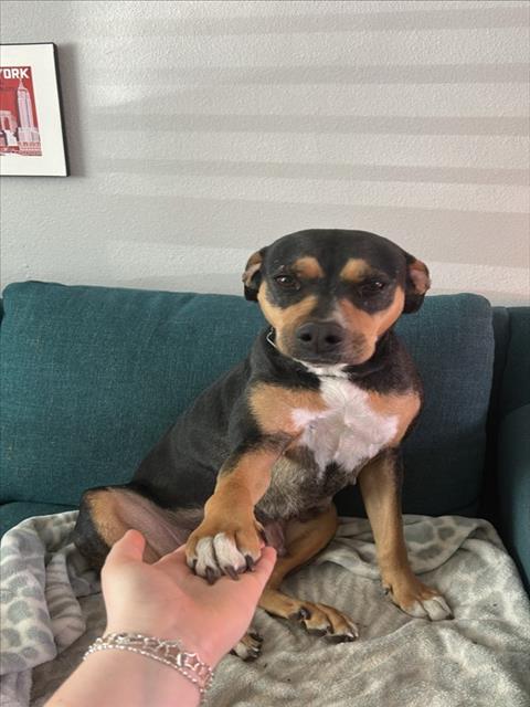 adoptable Dog in Austin, TX named *JUNO