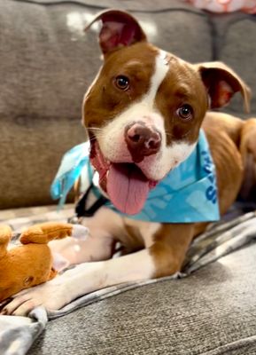 *LORETTA - Pit Bull Terrier available for adoption