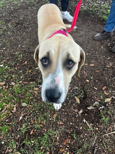 *LOLA - Labrador Retriever available for adoption