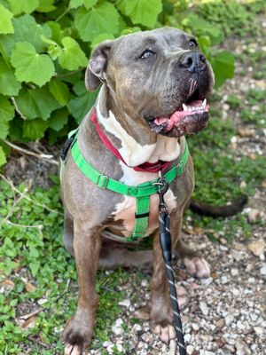 ZELL - Cane Corso Mastiff / Pit Bull Terrier available for adoption