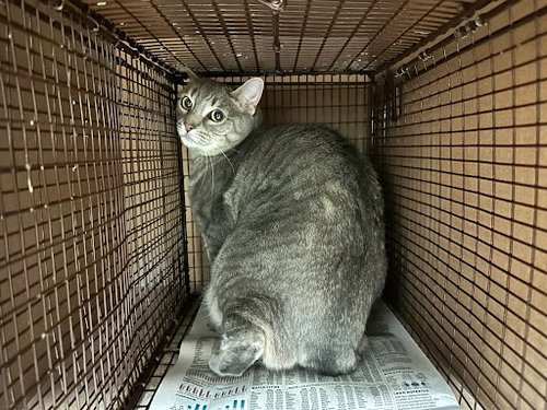 picture of the cat needing adoption