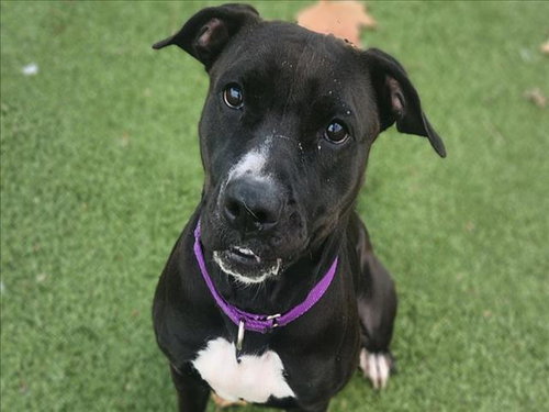 *SAGE - Pit Bull Terrier available for adoption