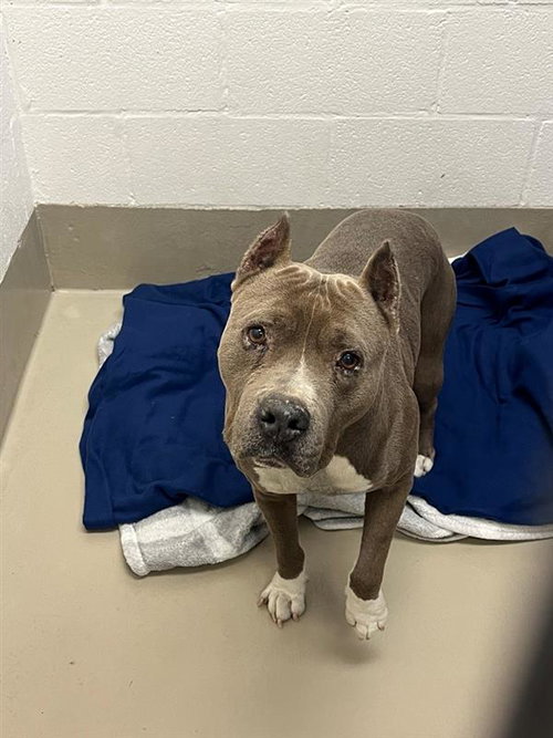 DEEBO - Pit Bull Terrier available for adoption