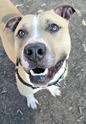 OSLO - Pit Bull Terrier available for adoption