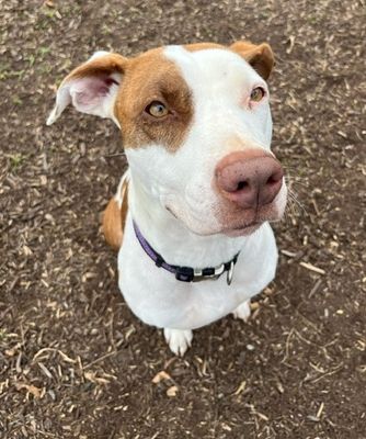 *ELLA - Pit Bull Terrier available for adoption