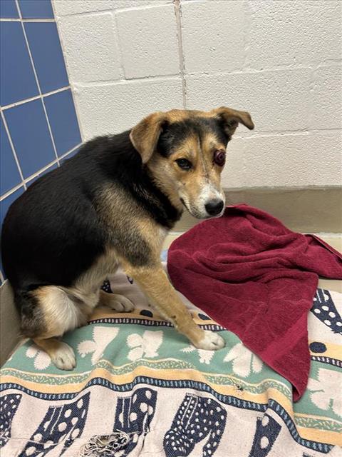 *SALINGER - German Shepherd Dog available for adoption