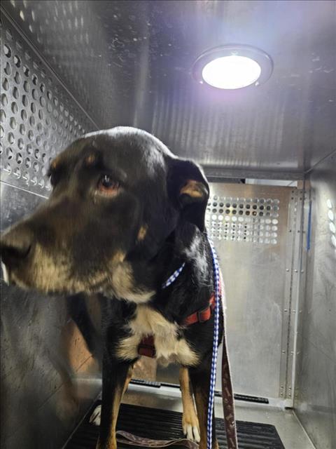 BELLA - Labrador Retriever available for adoption