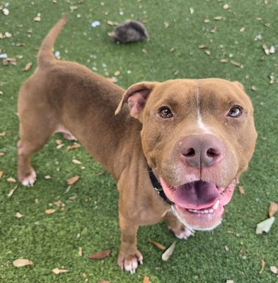 *CHESTNUT - American Pit Bull Terrier available for adoption