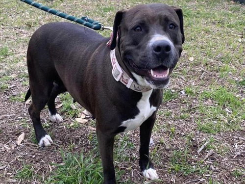 *PEPPER - Pit Bull Terrier available for adoption
