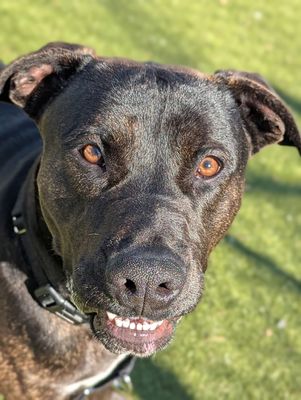 *MAGNUM - Labrador Retriever available for adoption