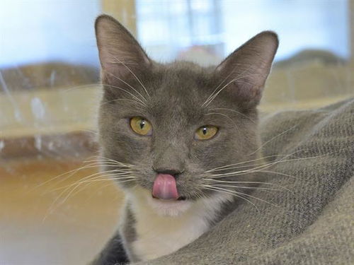 picture of the cat needing adoption