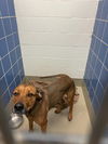 adoptable Dog in  named *SCOOBY