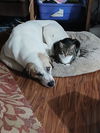 adoptable Dog in  named SID