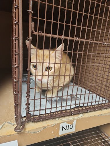 picture of the cat needing adoption