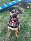 adoptable Dog in  named *KERMIT