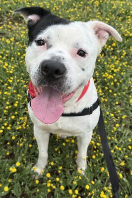 picture of the dog needing adoption