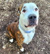 adoptable Dog in  named HEMI