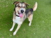 adoptable Dog in  named *DIPPER