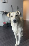 adoptable Dog in  named *SUMMER