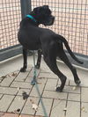 adoptable Dog in  named DUKE