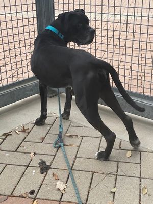 DUKE - Boxer available for adoption
