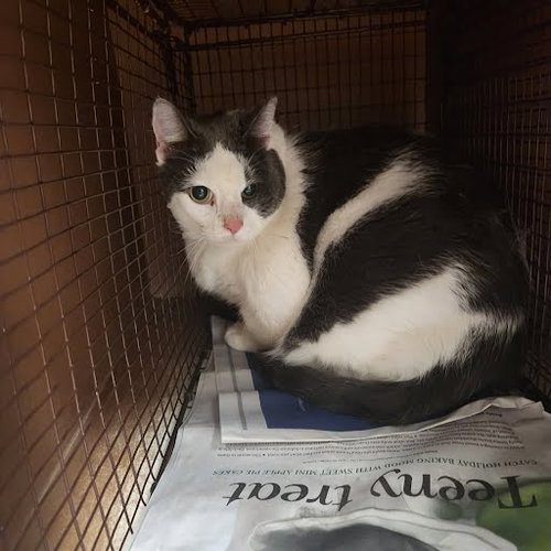 PATCHES - Domestic Short Hair available for adoption