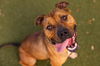 adoptable Dog in  named LEE