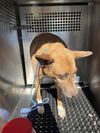 adoptable Dog in  named SHEBA
