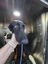 adoptable Dog in  named *TIMON