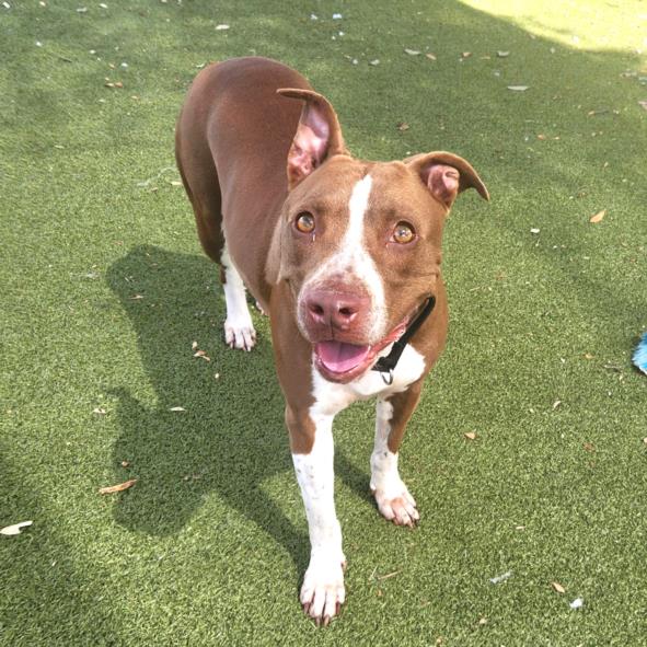 Pit Bull