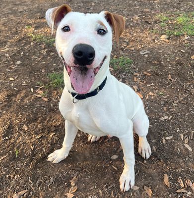 *SCHNUCKI - Pit Bull Terrier available for adoption