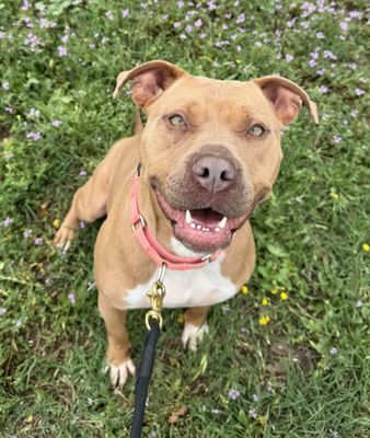 MINI - Pit Bull Terrier available for adoption