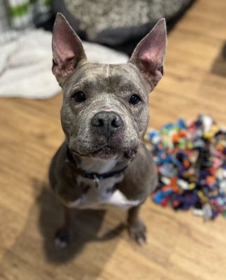 DIAMOND - Pit Bull Terrier available for adoption
