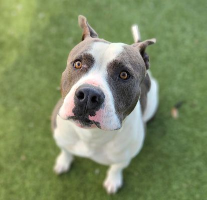 picture of the dog needing adoption