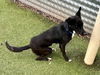 adoptable Dog in  named *HALSEY
